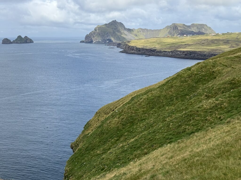 heimaey puffins (3)