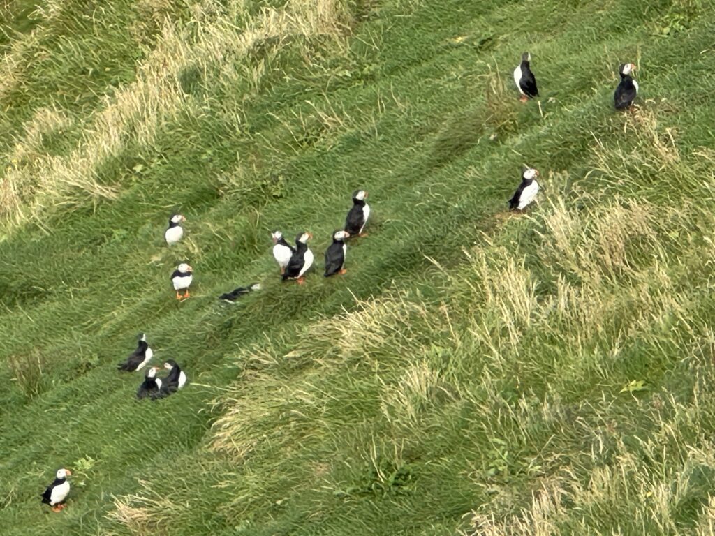 heimaey puffins (7)