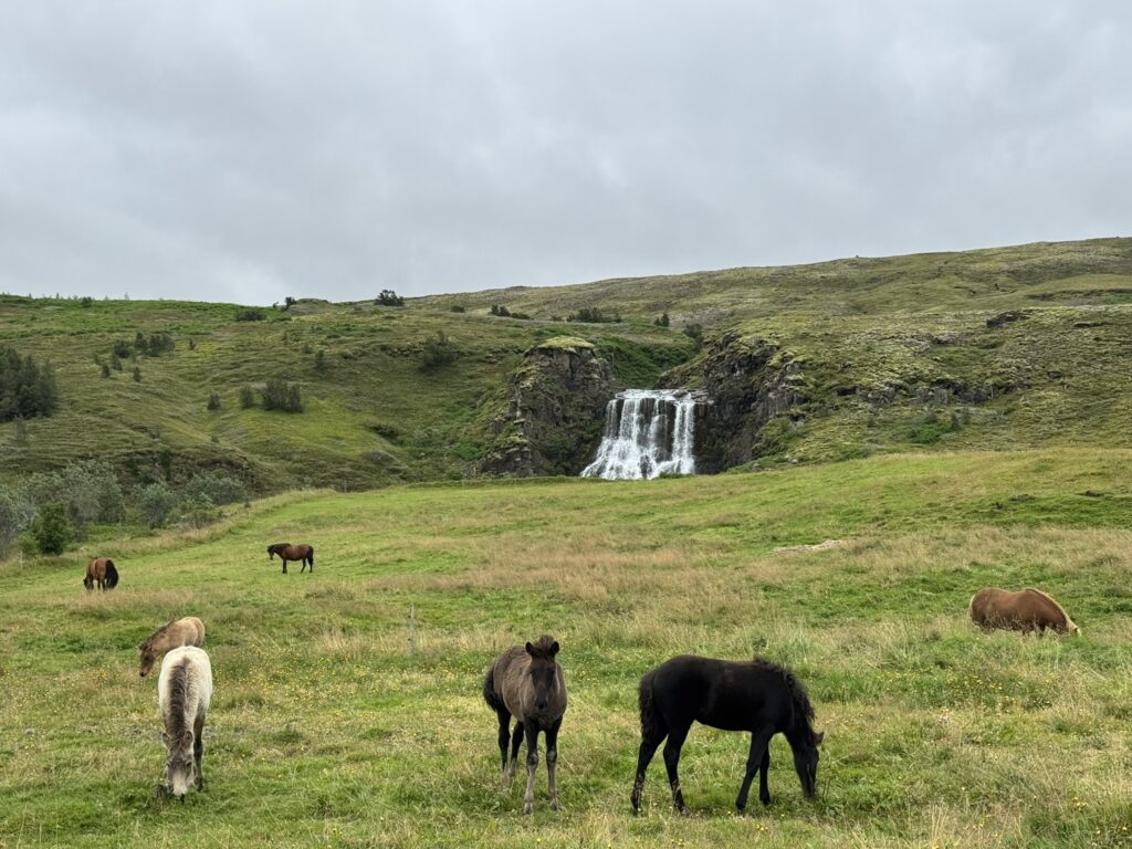 horse waterfall